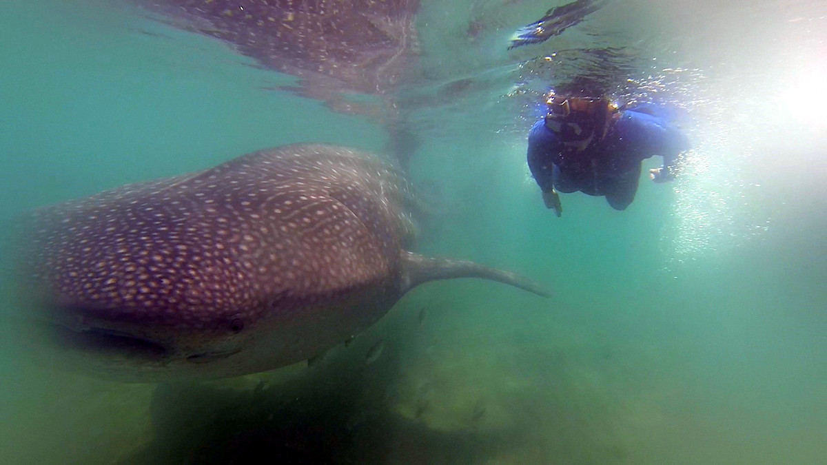 La Paz - Our guide and the whale shark