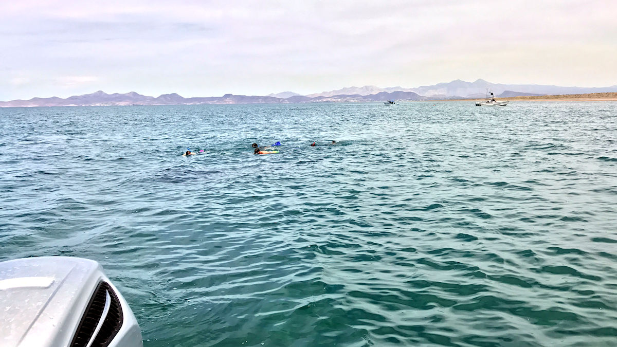 La PAz - LA Paz - Looking for the whale sharks