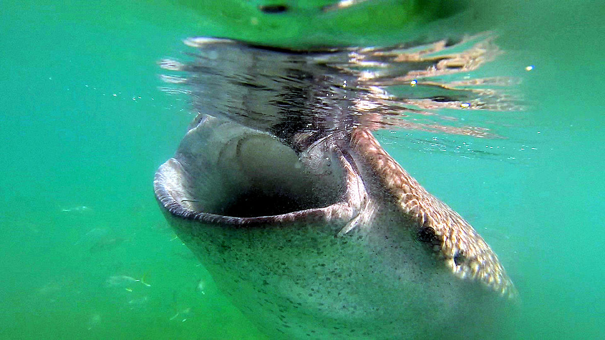 La Paz - Feeding Time