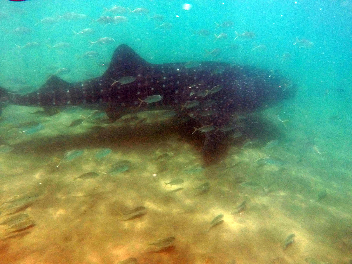 La Paz - Sucha an amazing creature