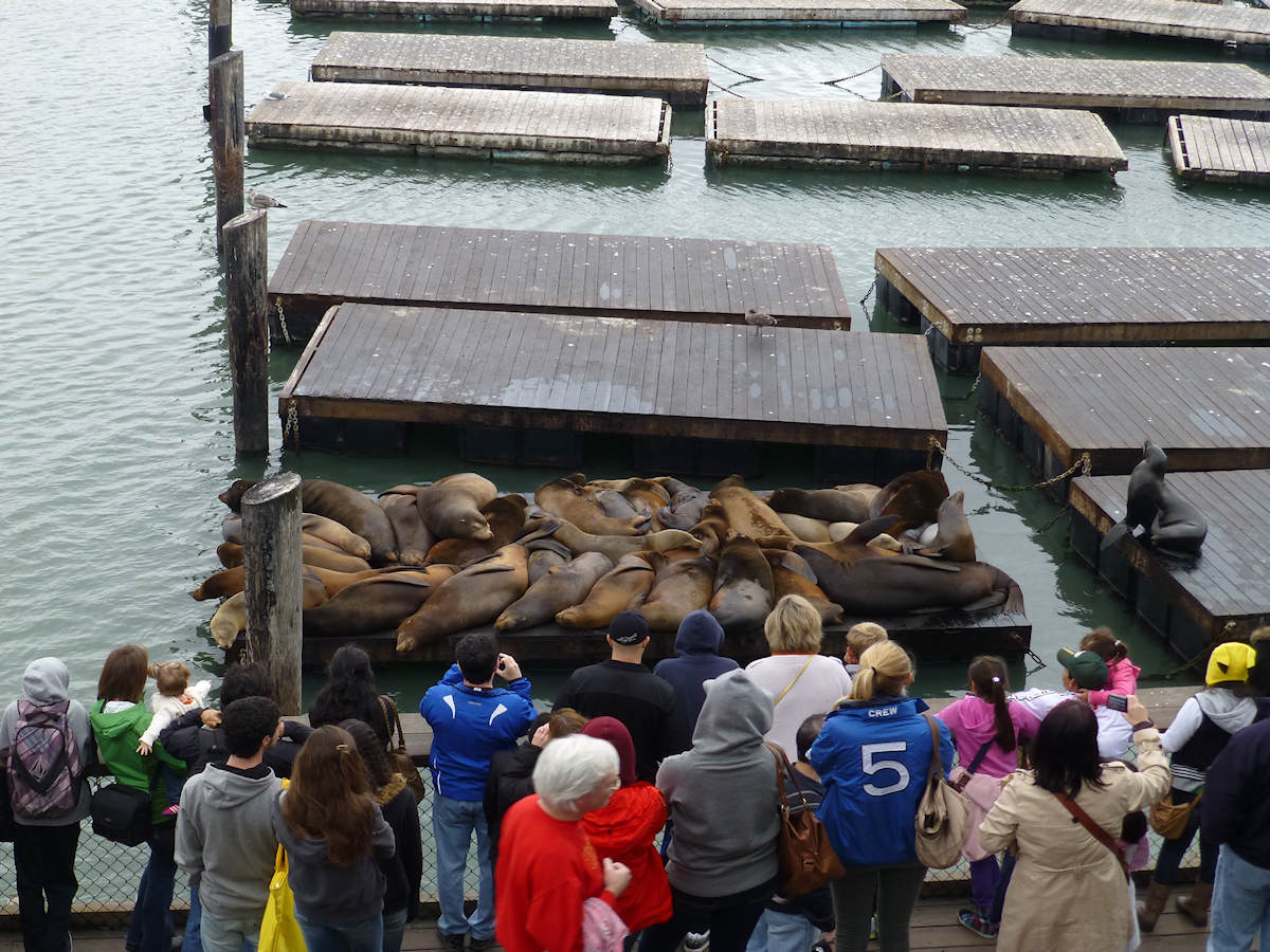 San Fransisco Sea Lions