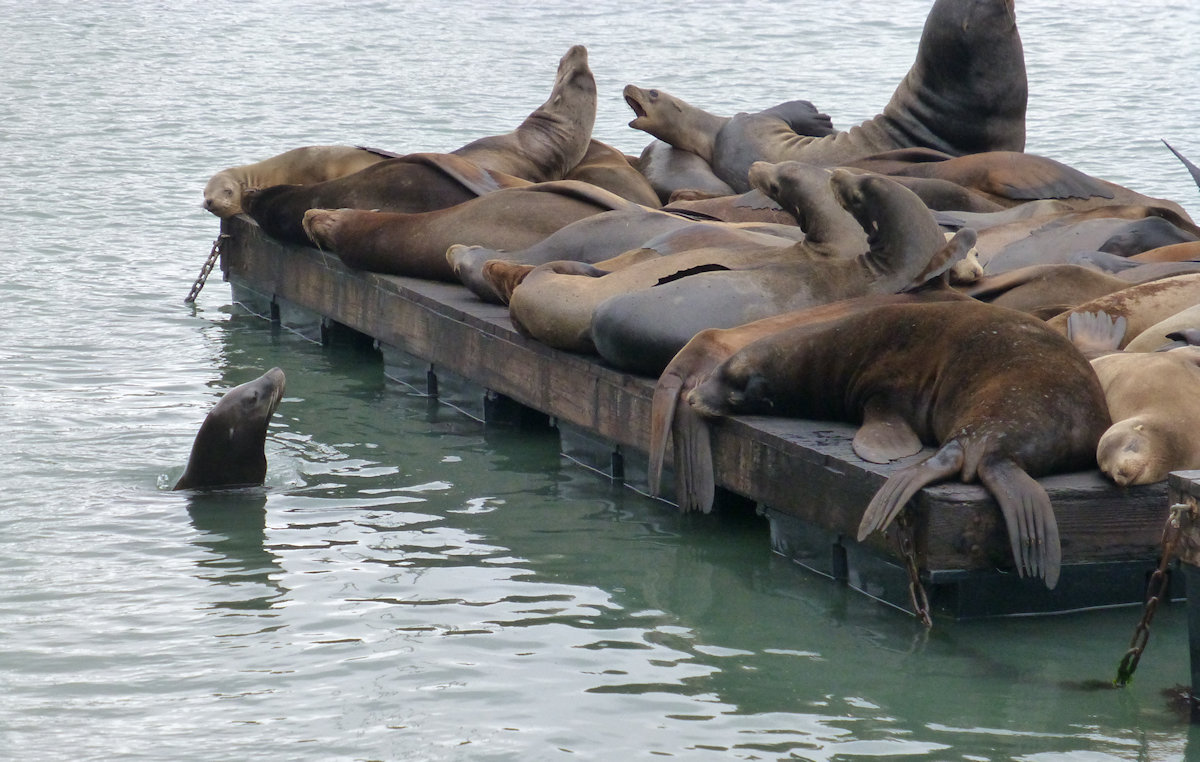 San Francisco Sea Lions