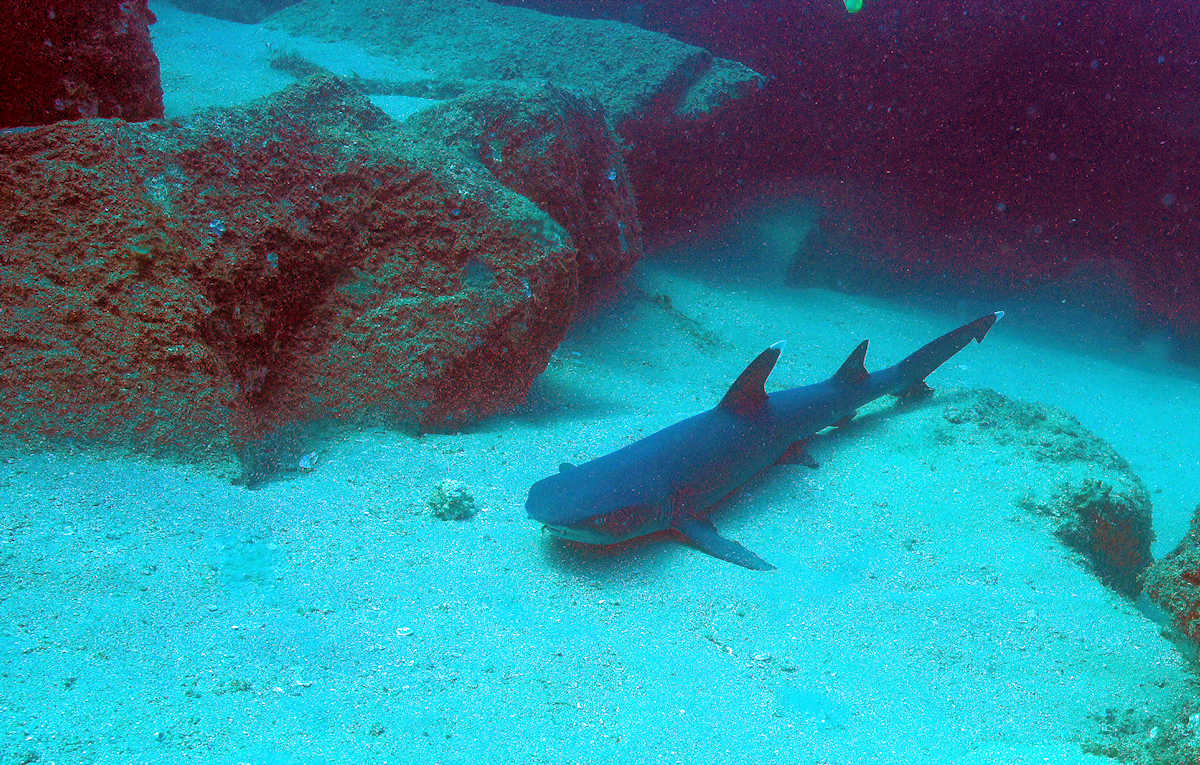 Cabo SAn Lucas - My new shark friend