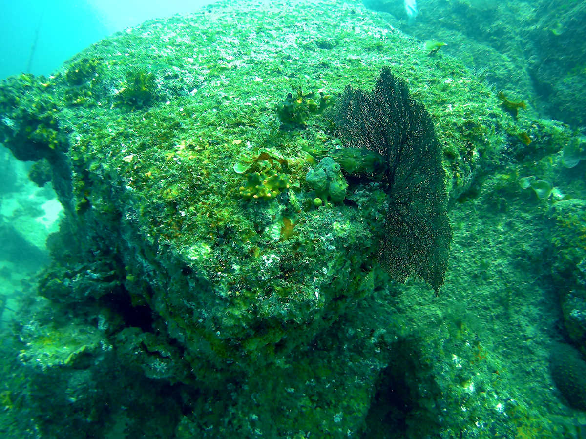 Cabo San Lucas - Pretty coral