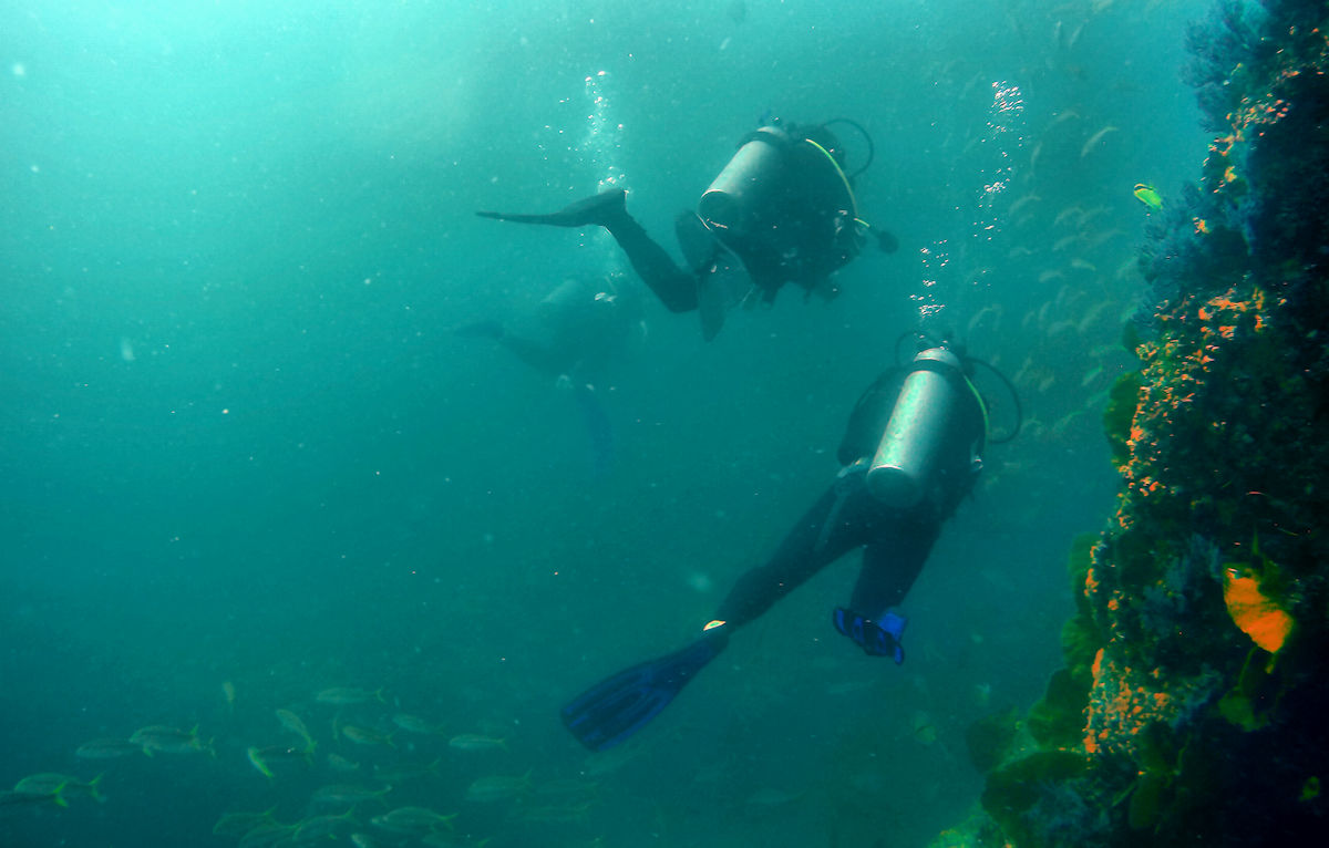 Cabo San Lucas - Wall dive