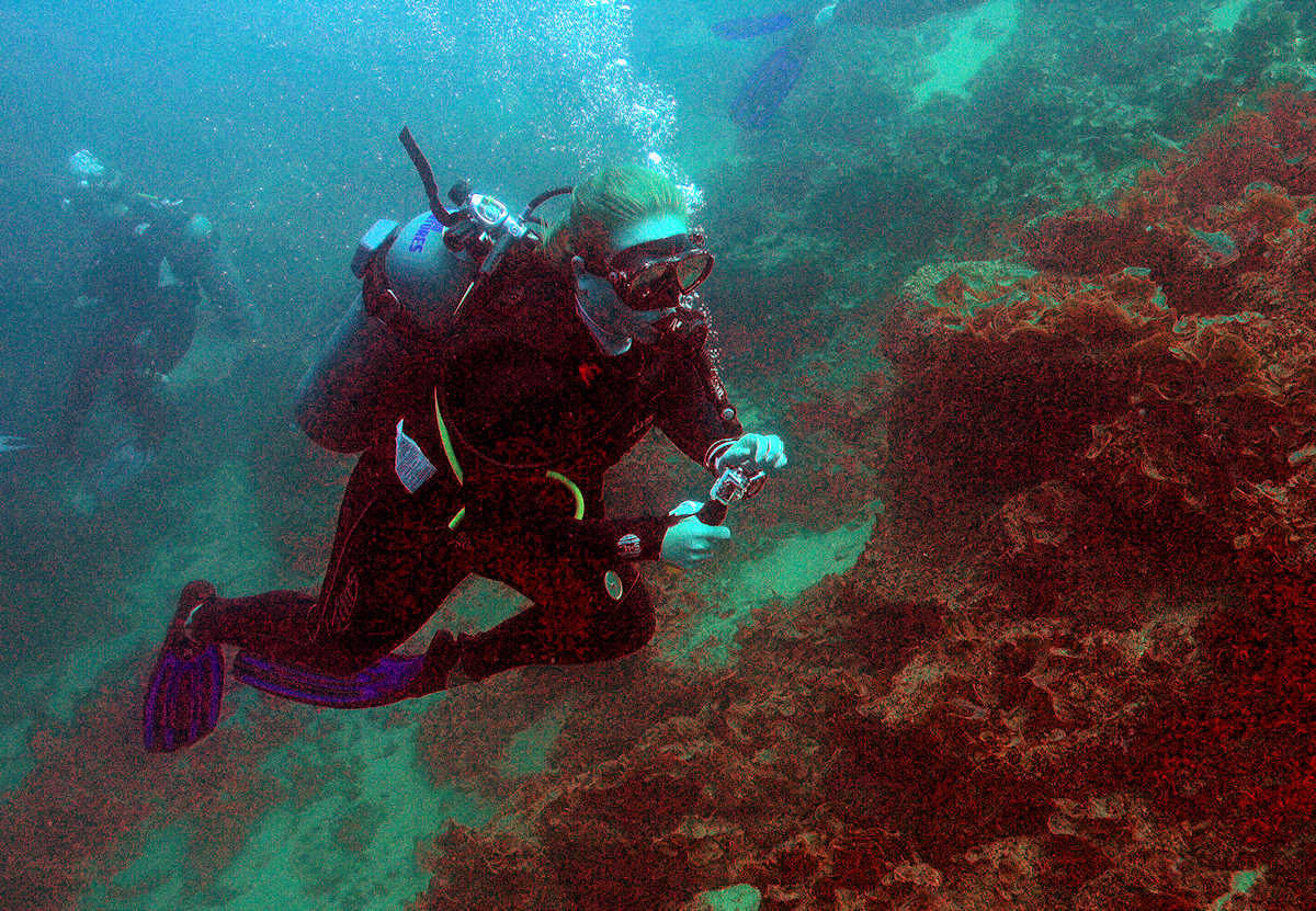 Cabo San Lucas - Underwater marine life