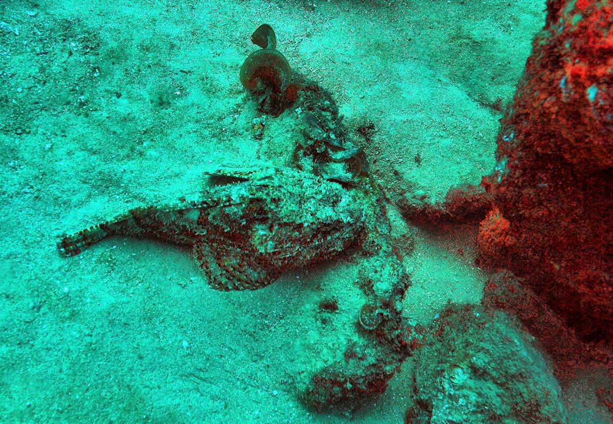 Cabo San Lucas - Stone Fish