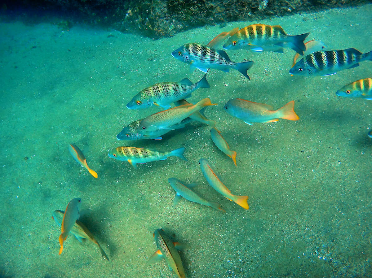 Cabo San Lucas - Fish, fish and more fish