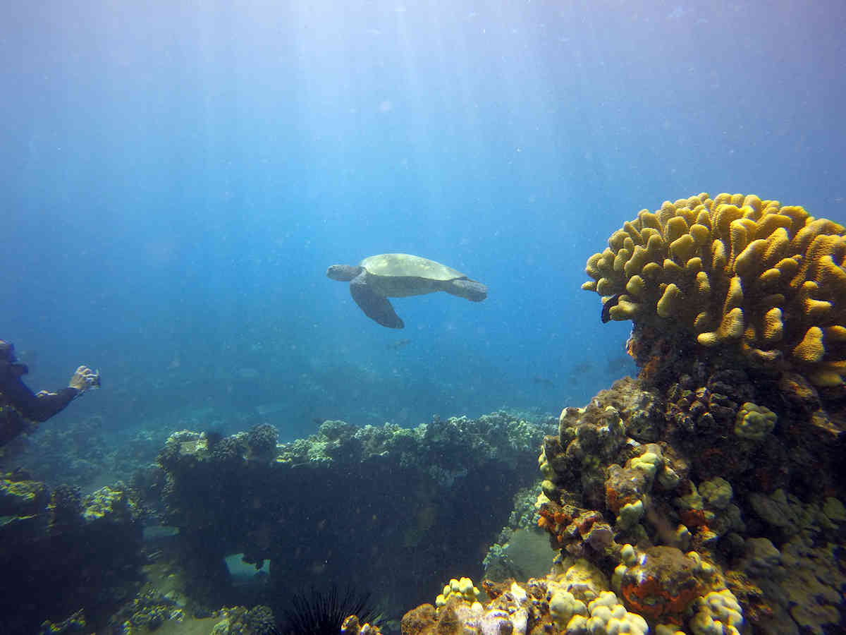 Lahaina - Huge turtle