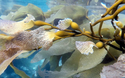 Snorkelling in Sitka, Alaska