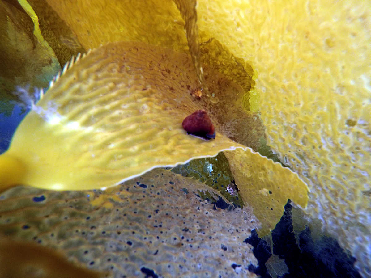 A small creature living in the kelp