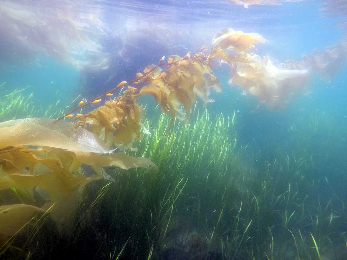 Who knew kelp could be this pretty