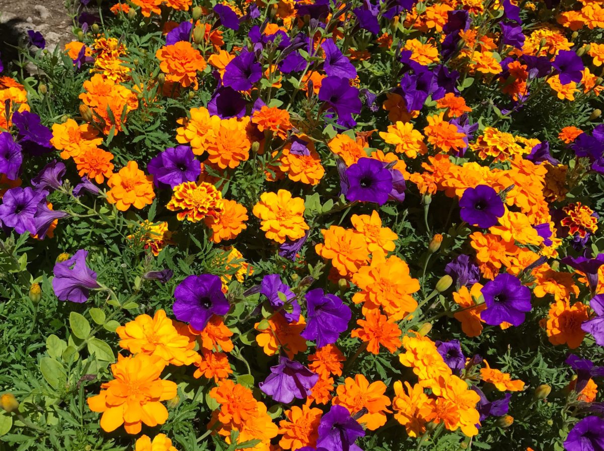 Butchart Gardens, BC, Canada - flowers galore