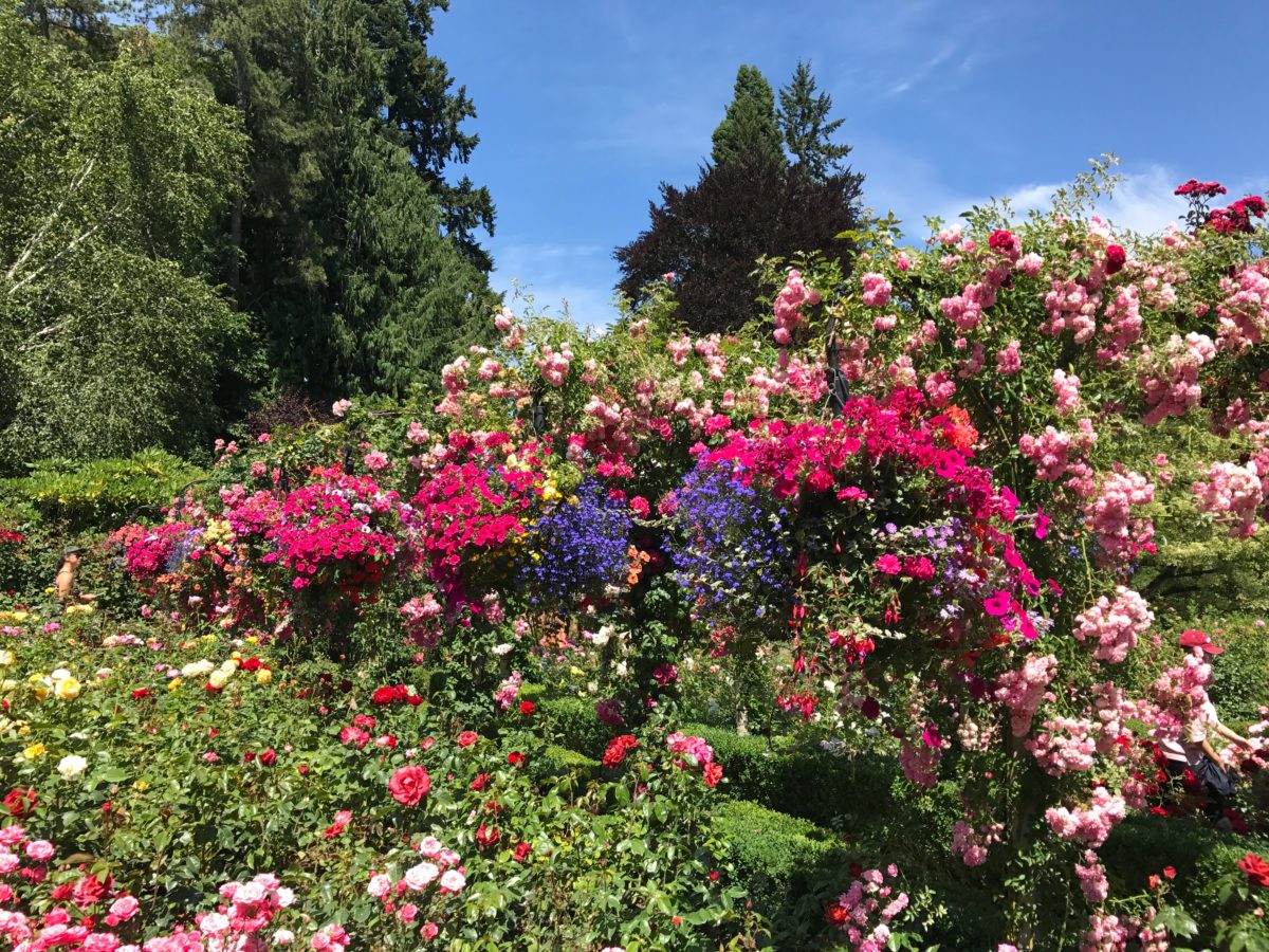 Butchart Gardens - Rose Garden