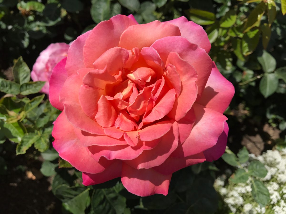 Butchart Garden - Beautiful roses
