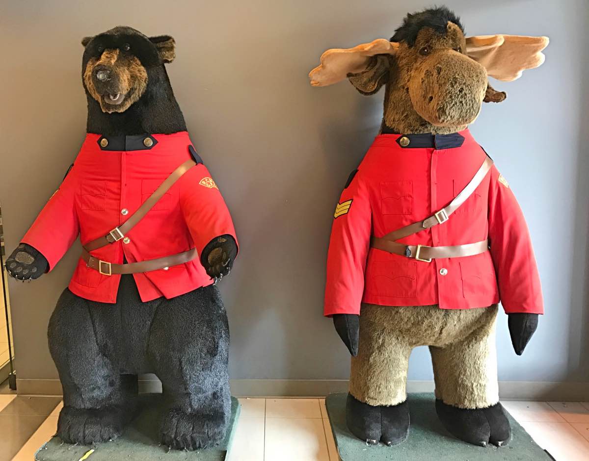 Columbia Icefields, Alberta, Canada - Animals