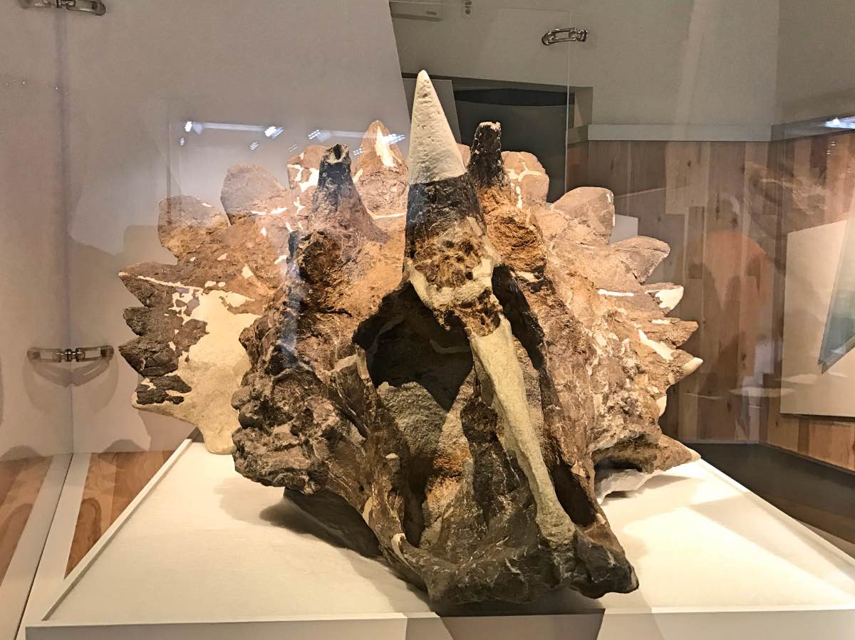 Drumheller, Alberta, Canada - Head