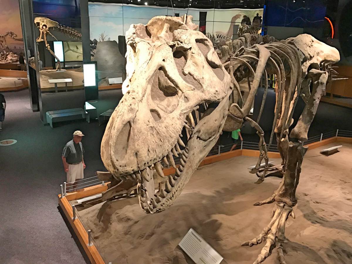 Drumheller, Alberta, Canada - T-rex