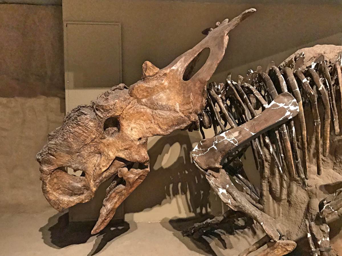 Drumheller, Alberta, Canada - Fossil