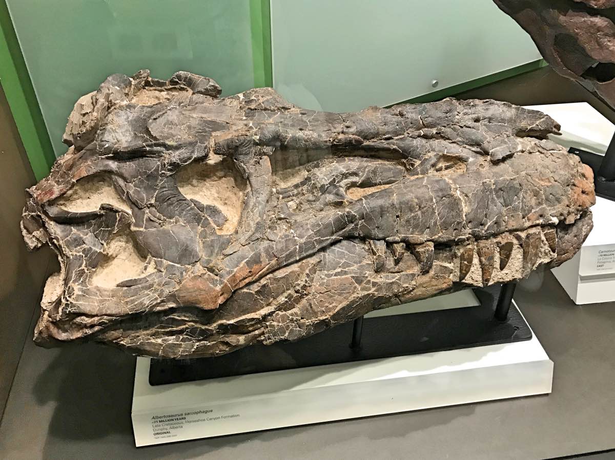 Drumheller, Alberta, Canada - Dinosaur skull