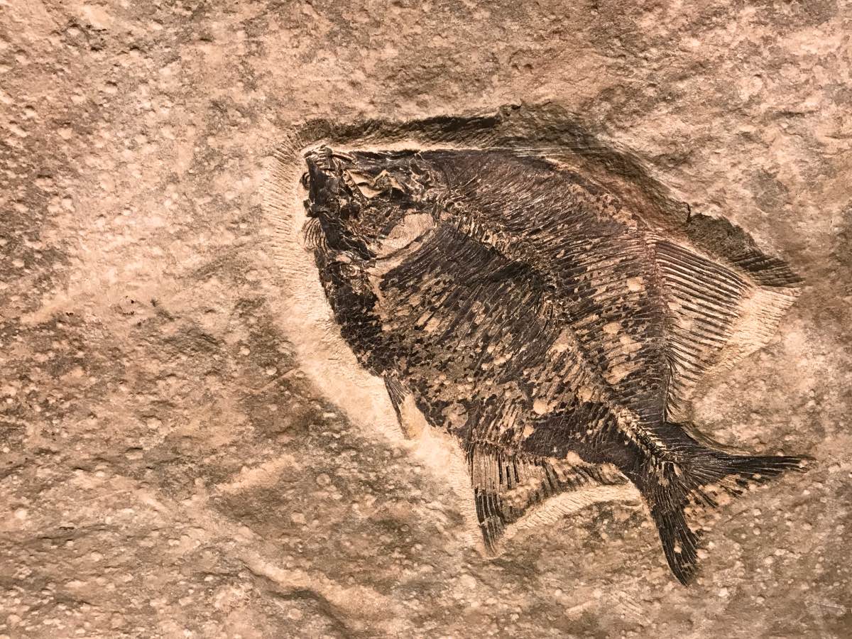 Drumheller, Alberta, Canada - Fossil in rock