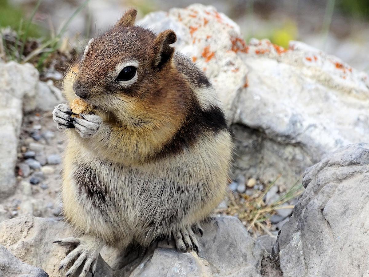 Sulphur Mountain, Alberta, Canada - Chipunk