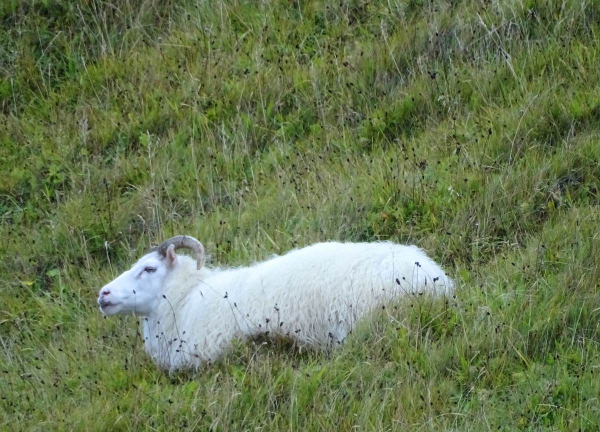 South Coast, Iceland - Sheep