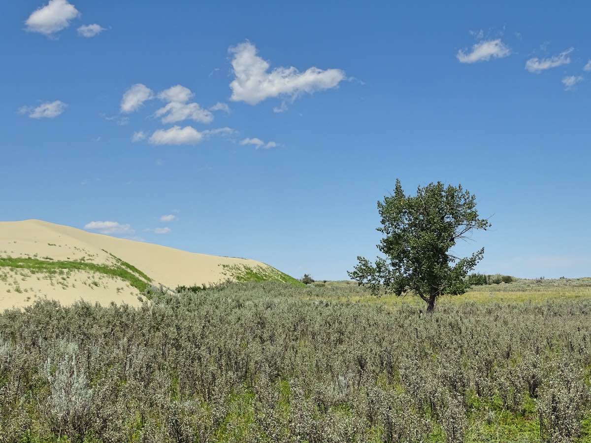 Sandhills, Saskatchewan, Canada - Dunes