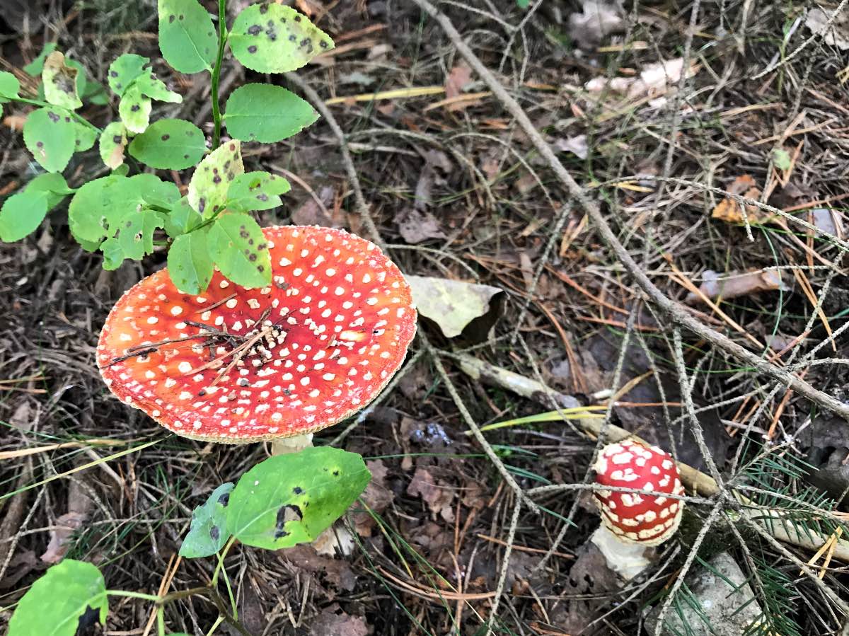 Vettakollen, Oslo, Norway - Mushrooms