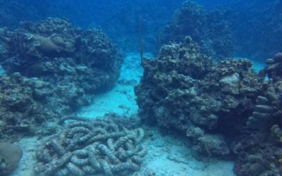 Diving in Grand Cayman