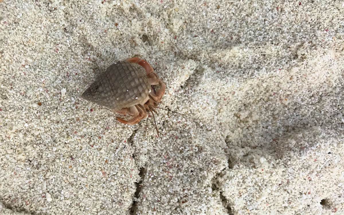 Klein Bonaire – Crab