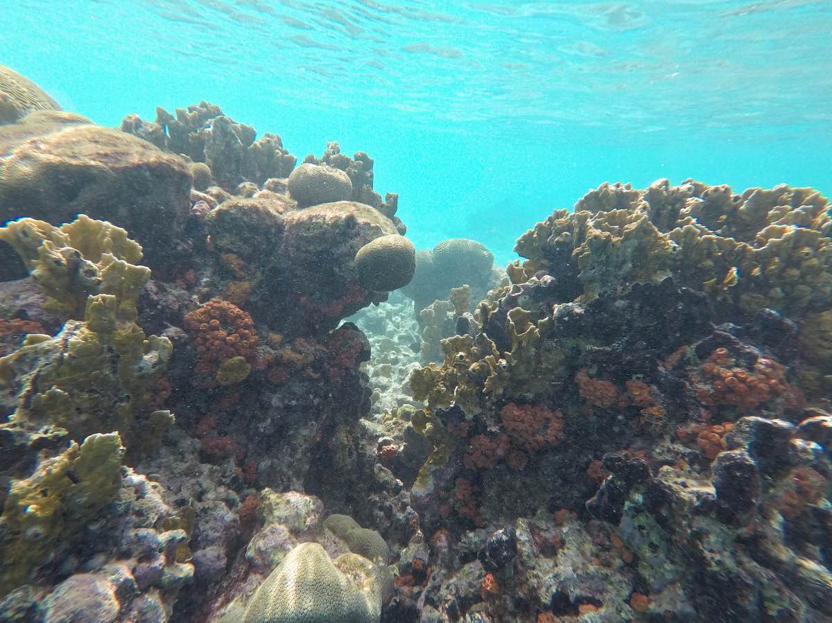 Klein Bonaire – Reef