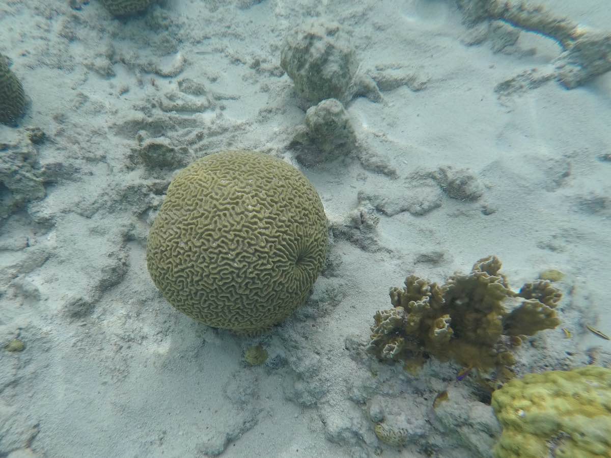 Klein Bonaire – Brain coral