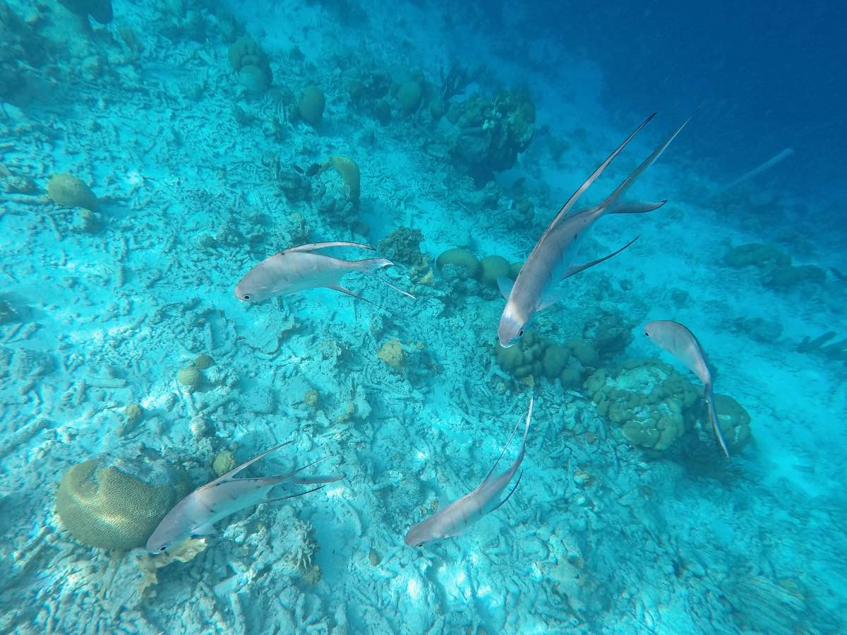 Klein Bonaire – Fish