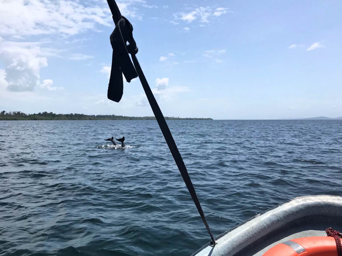 Bocas - Dolphins