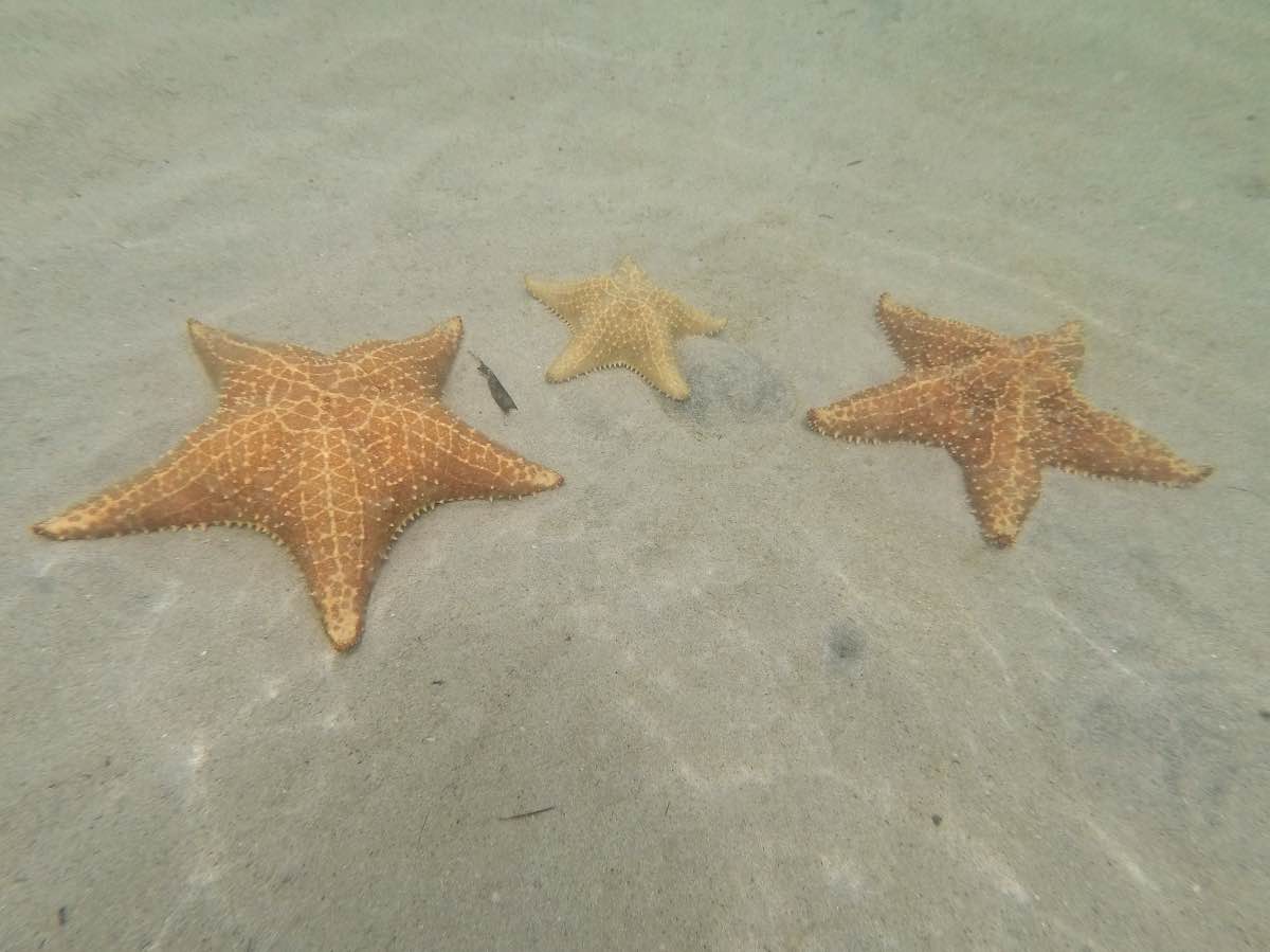 Bocas - Starfish