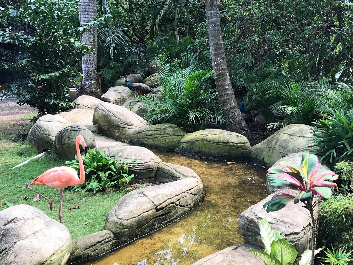 Cartagena - Flamingos