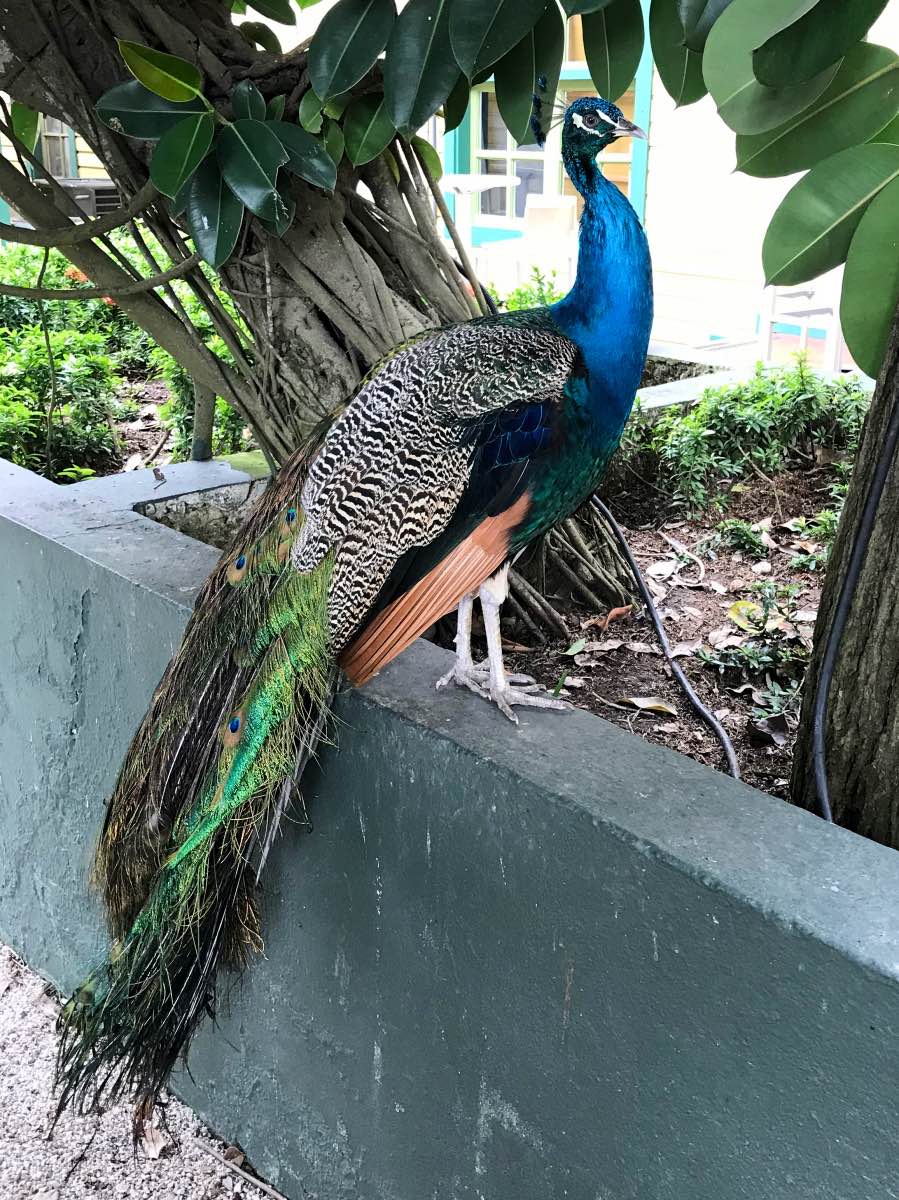 Cartagena - Peacock