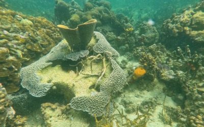 PADI certification in Bocas del Toro, Panama