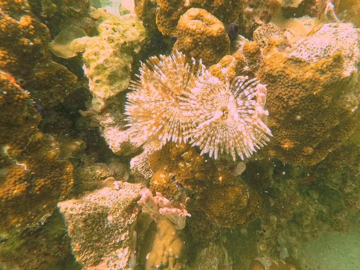 Dive - Feather Duster Worm
