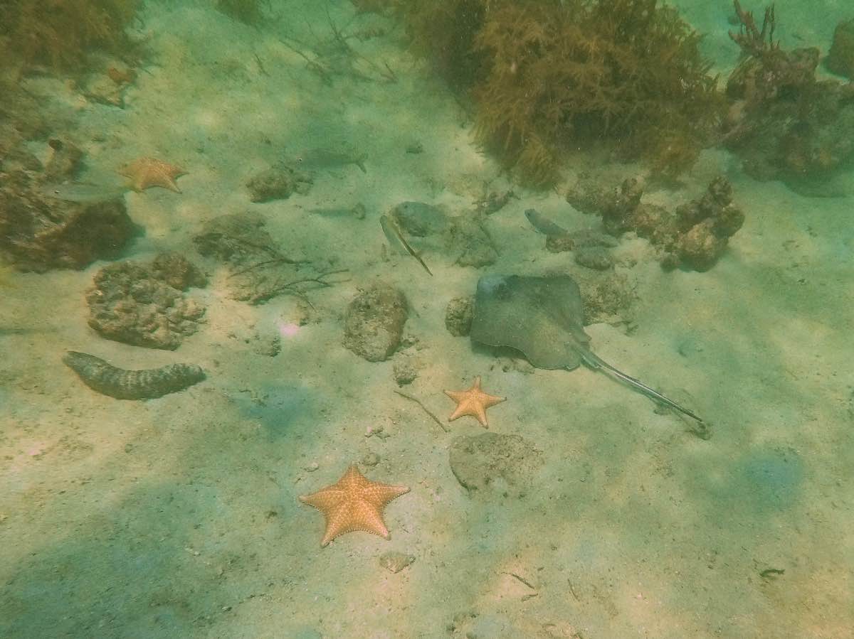 Dive - Stingray