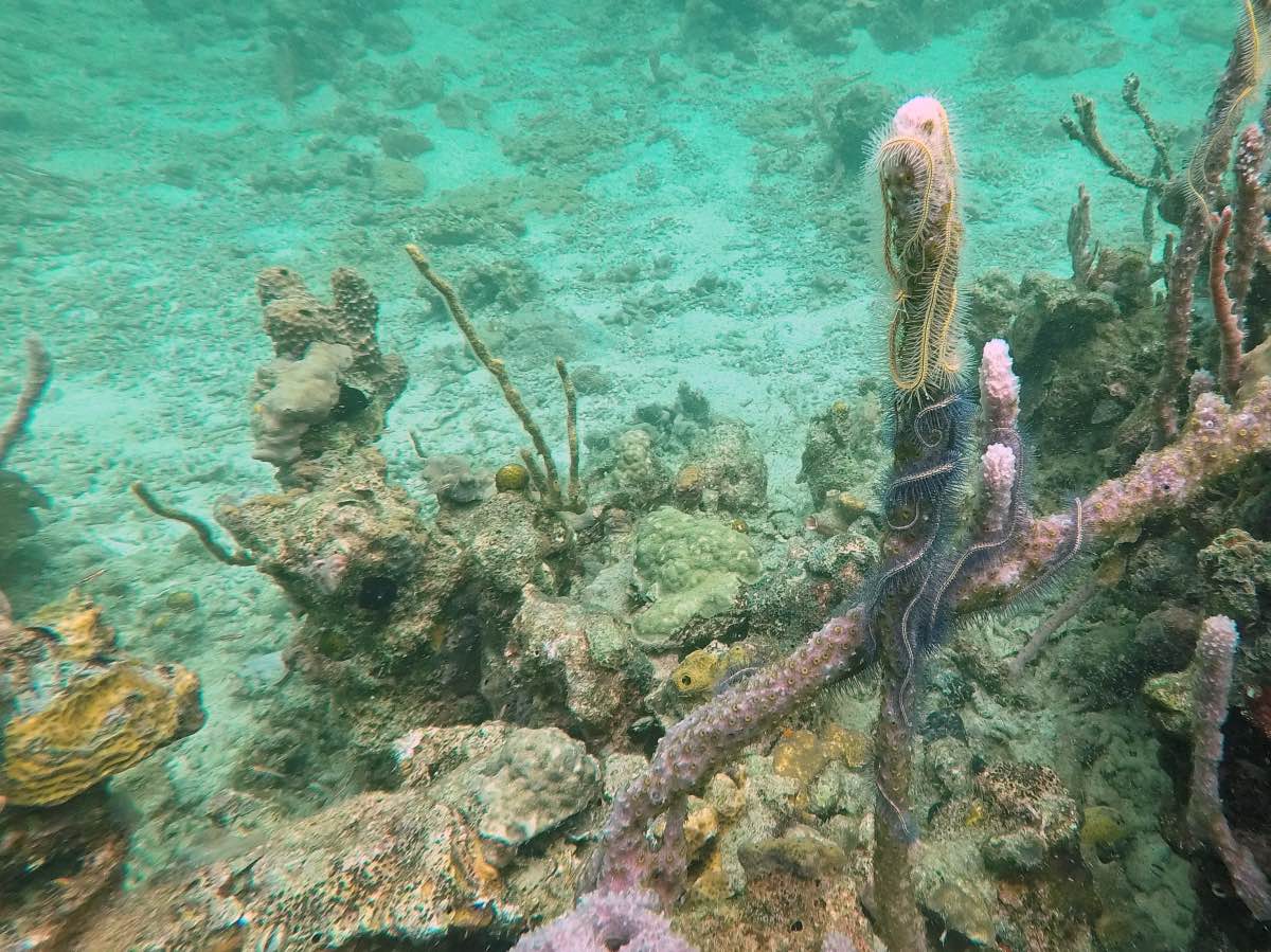 Dive - Brittle Starfish