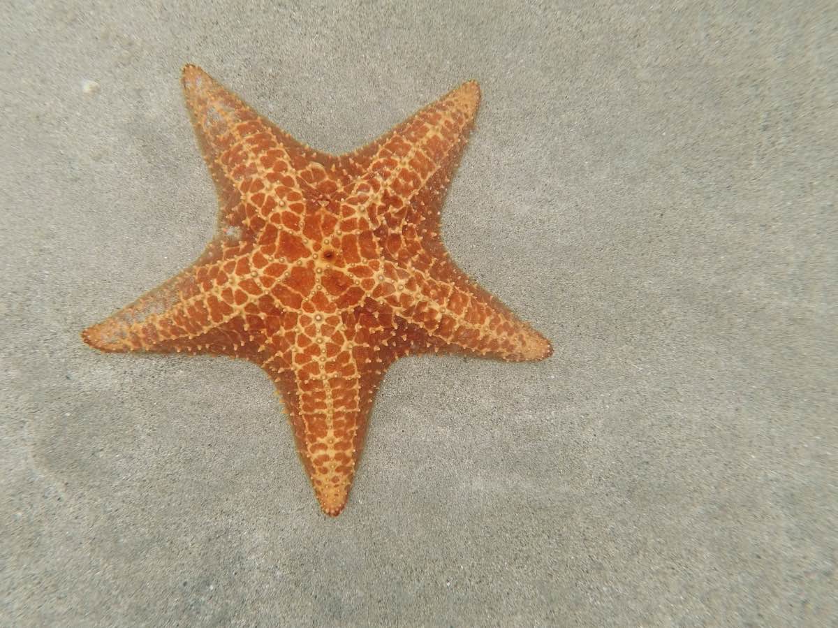 Dive - Starfish