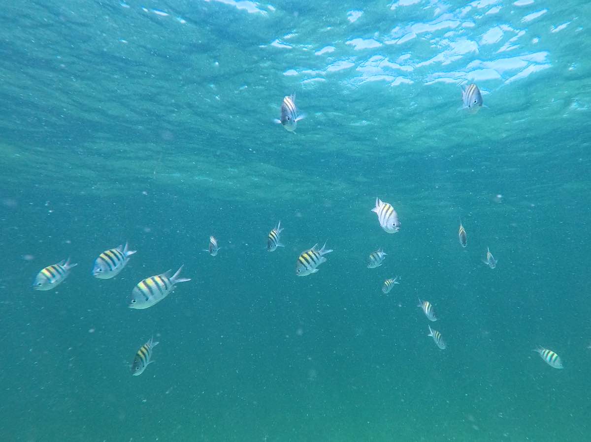 Dive - Sergeant Major