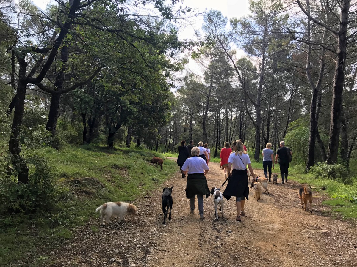 Dog walk - The group