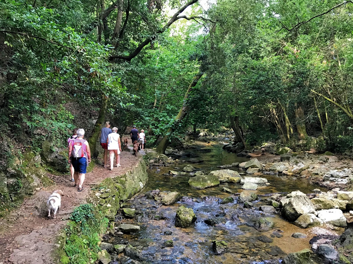 Dog walk - River trail