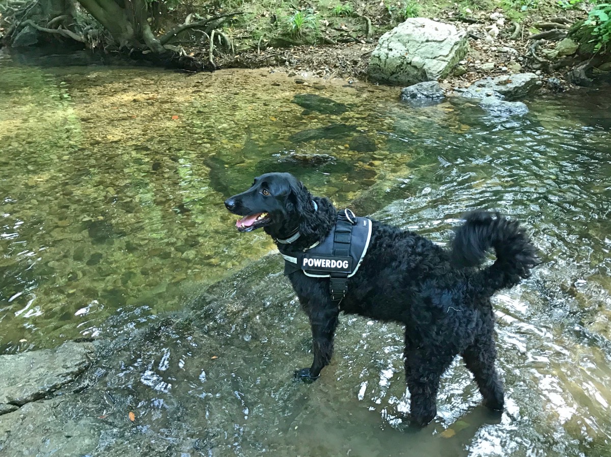 Dog walk - Mandu swimming