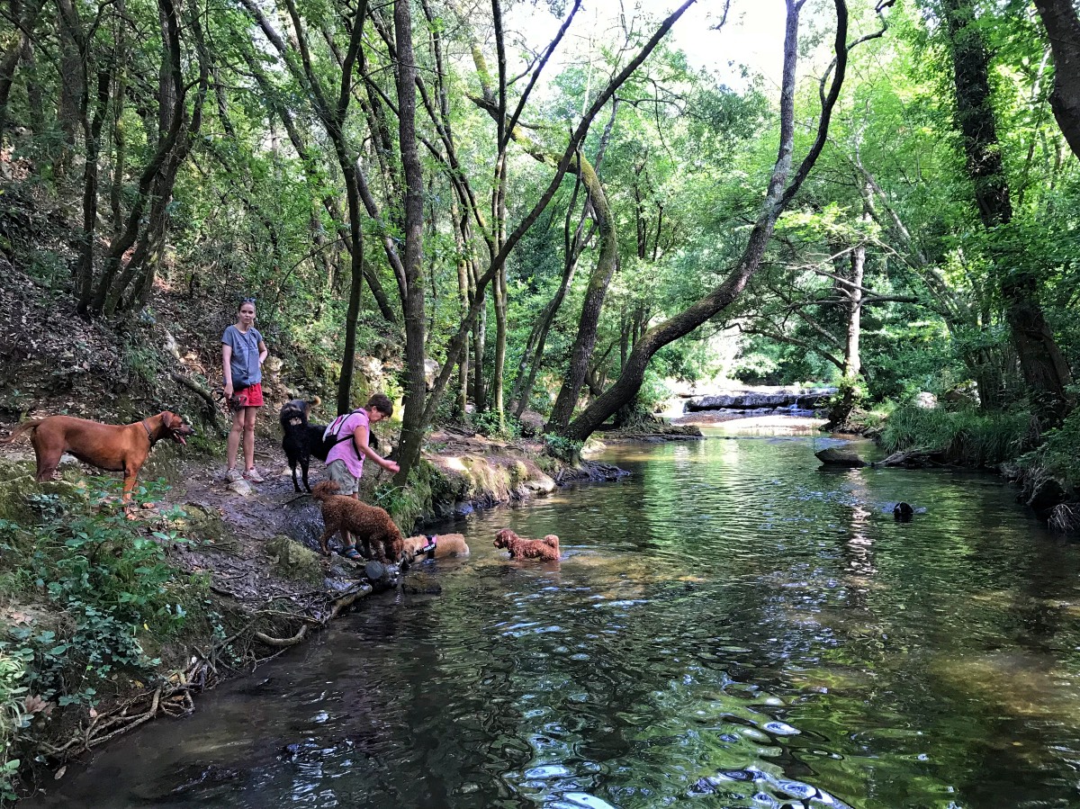 Dog walk - Play time