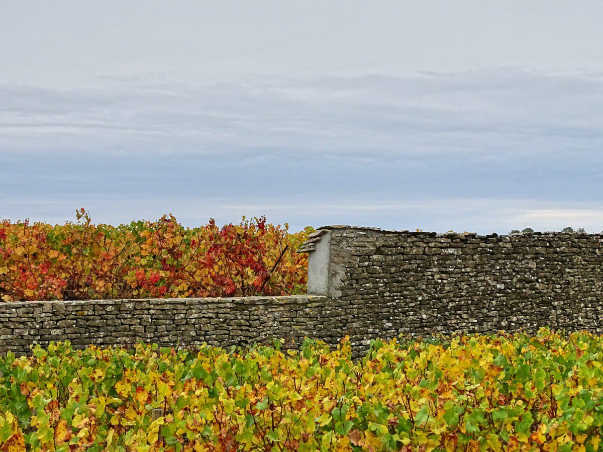 Auxey - Colorful vines and stone wall
