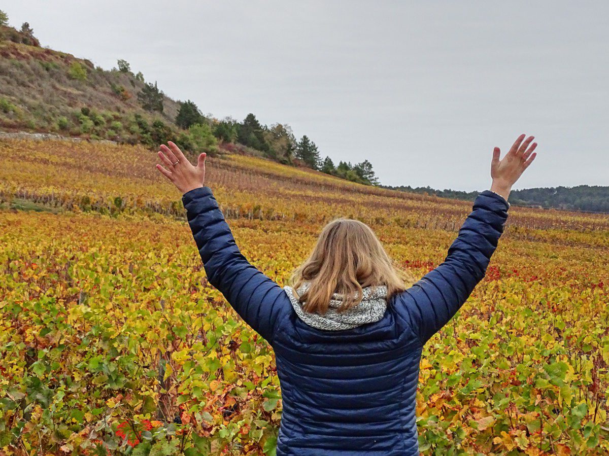 Auxey - Vineyard view